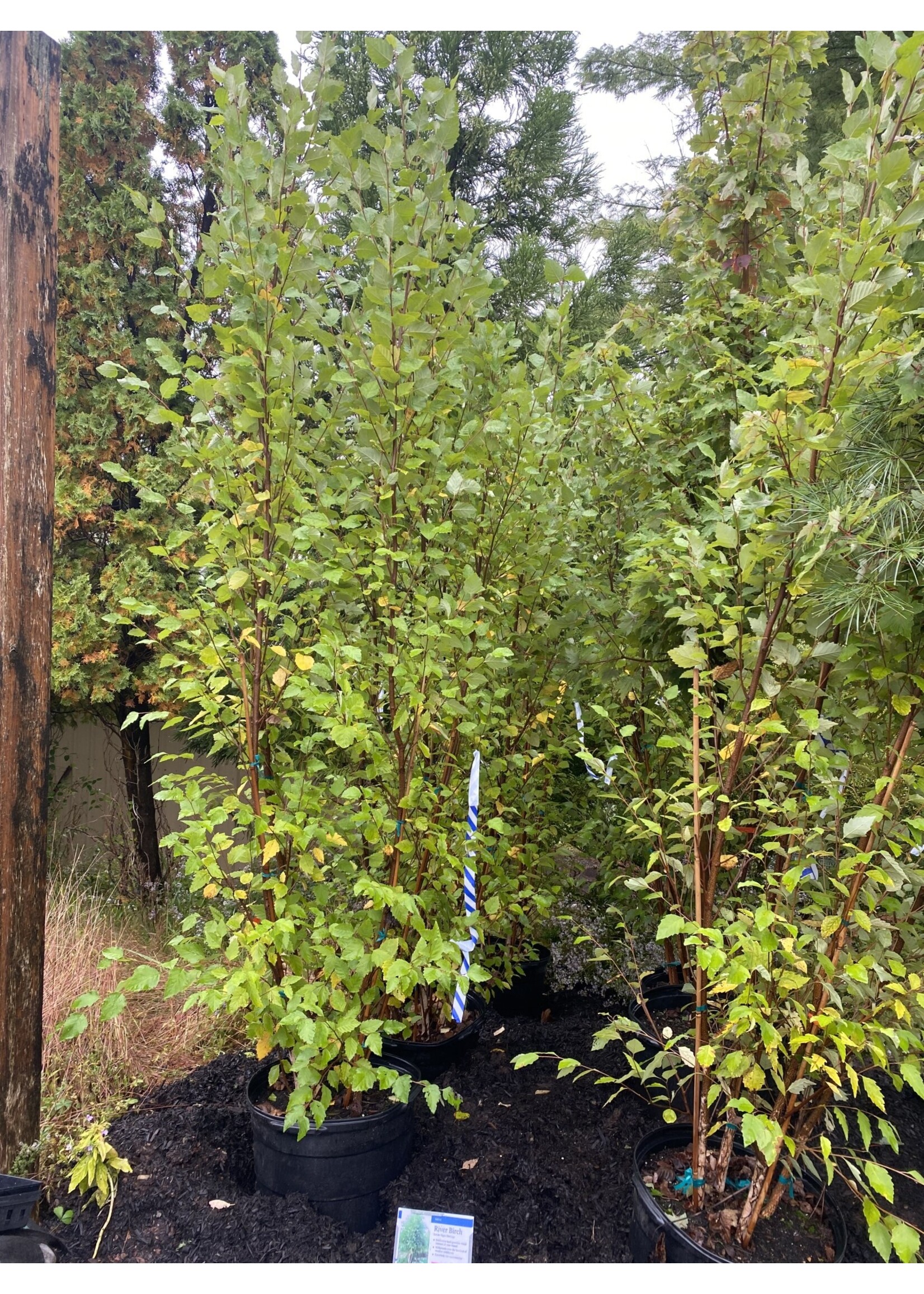 Betula nigra Heritage Birch - River, Heritage , #15
