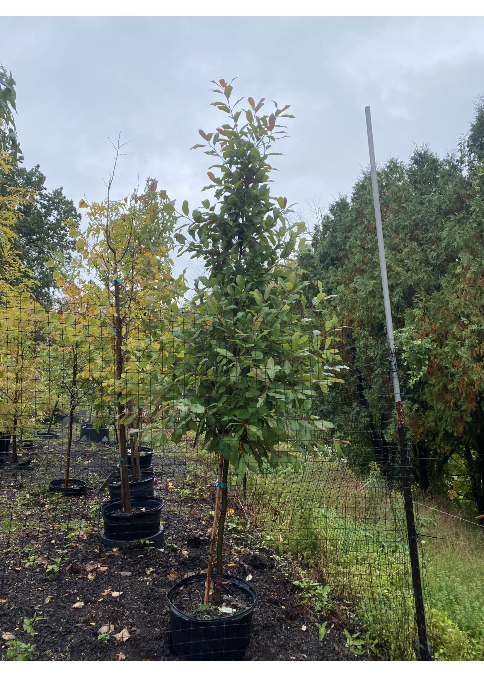 Nyssa sylvatica Northern Splendor, Black Gum,  #15
