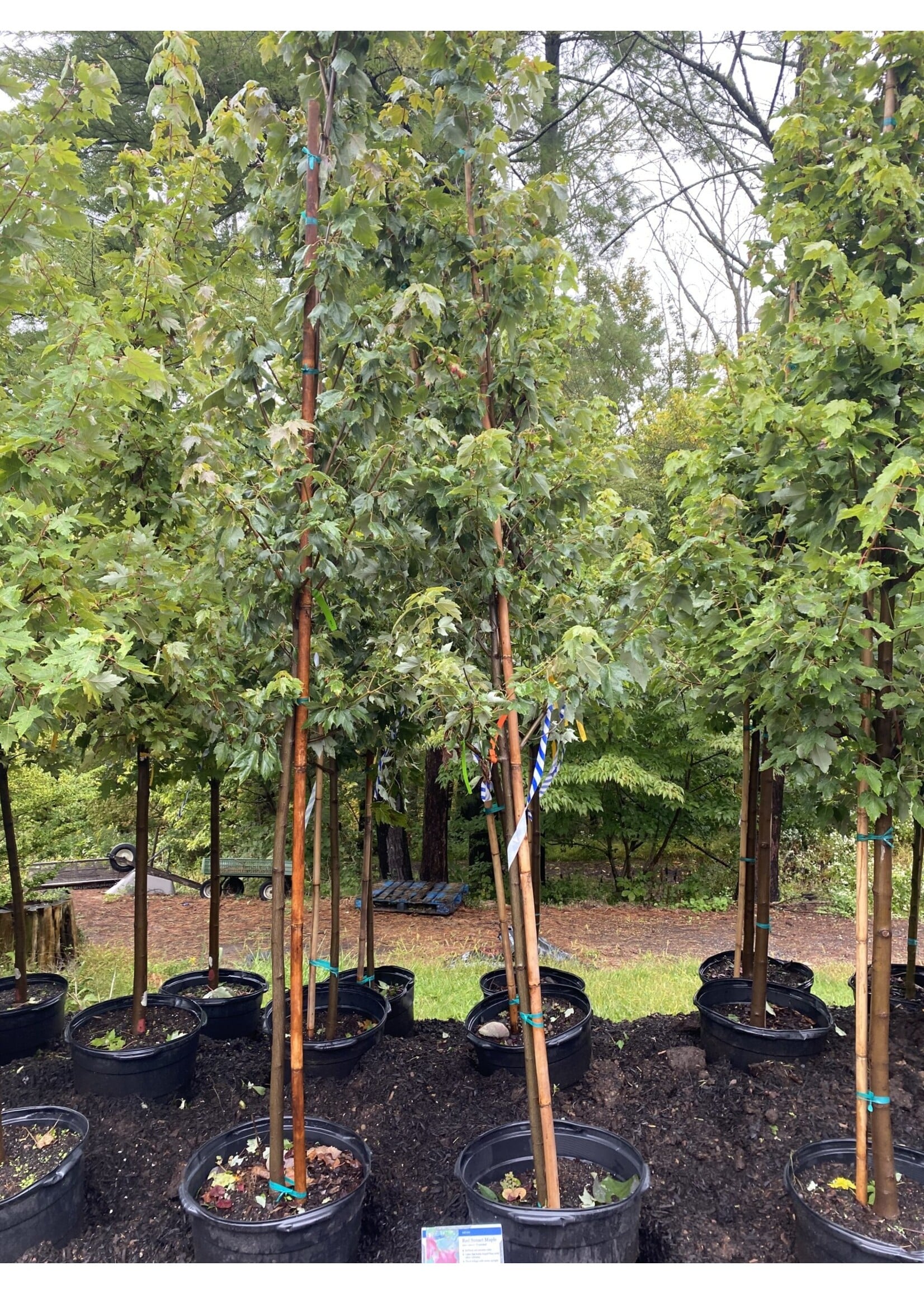 Acer rubrum Franksred Maple - Red, Red Sunset, #15