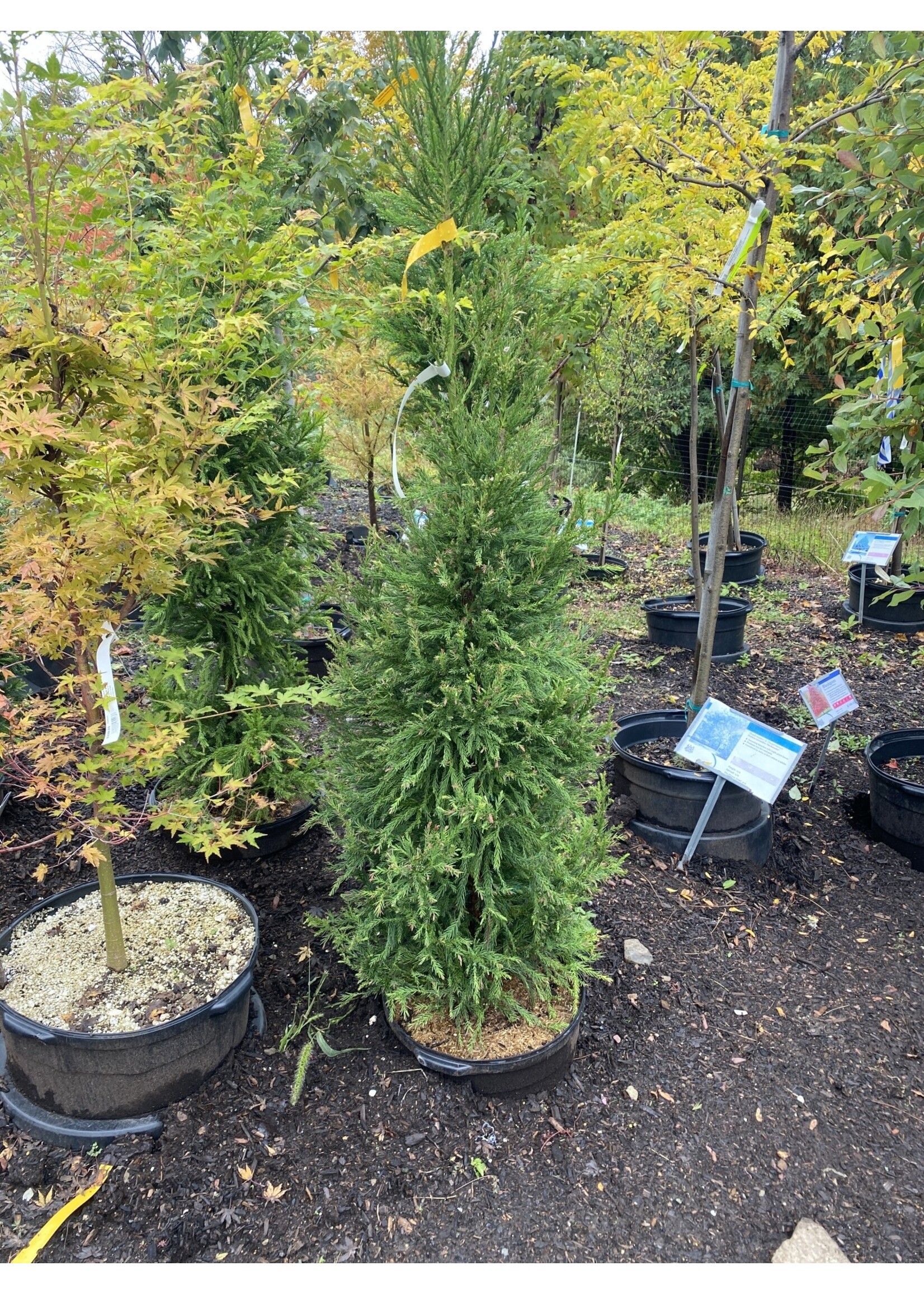 Cryptomeria jap. Yoshino Cedar - Japanese, Yoshino, #7
