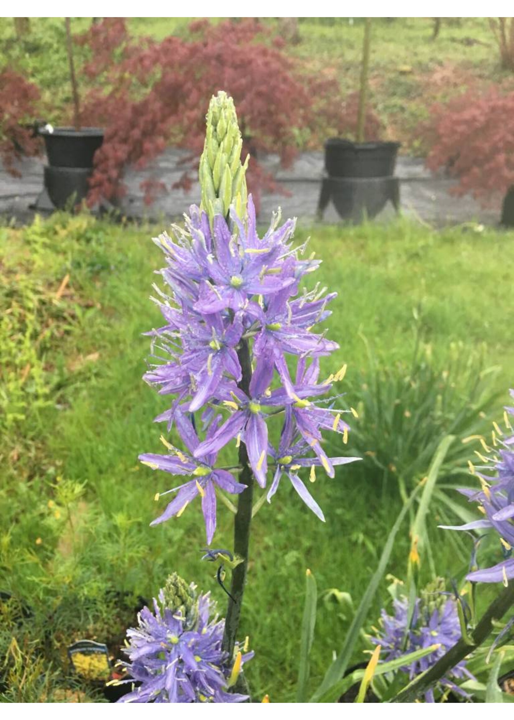 Spring Ephemerals Camassia scilloides, Wild Hyacinth #1
