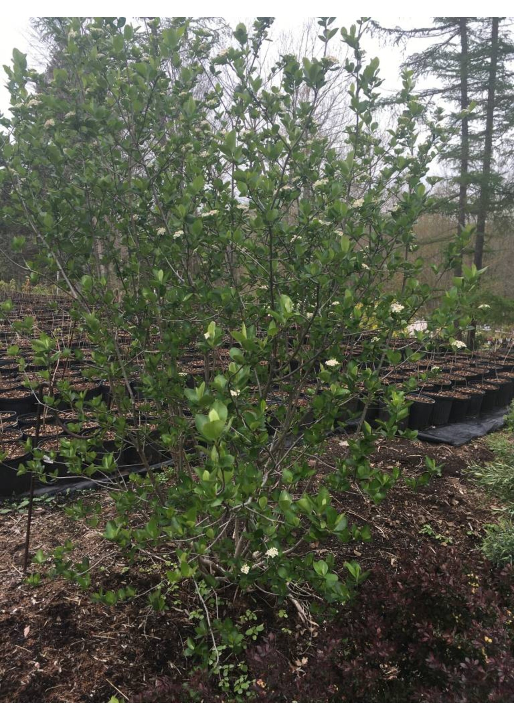 Rain Garden Aronia arb. Brilliantissima, Red  Chokeberry, #3