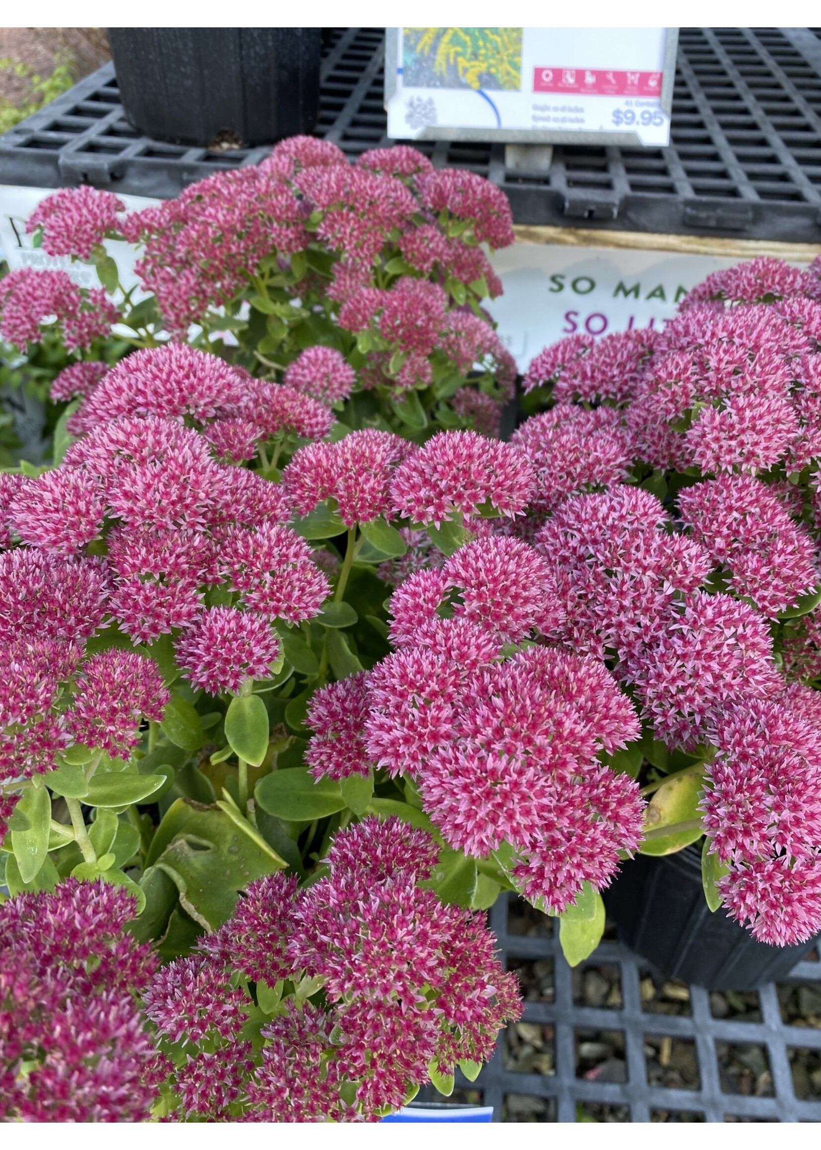 Sedum x Autumn Fire Stonecrop, Autumn Fire, #1