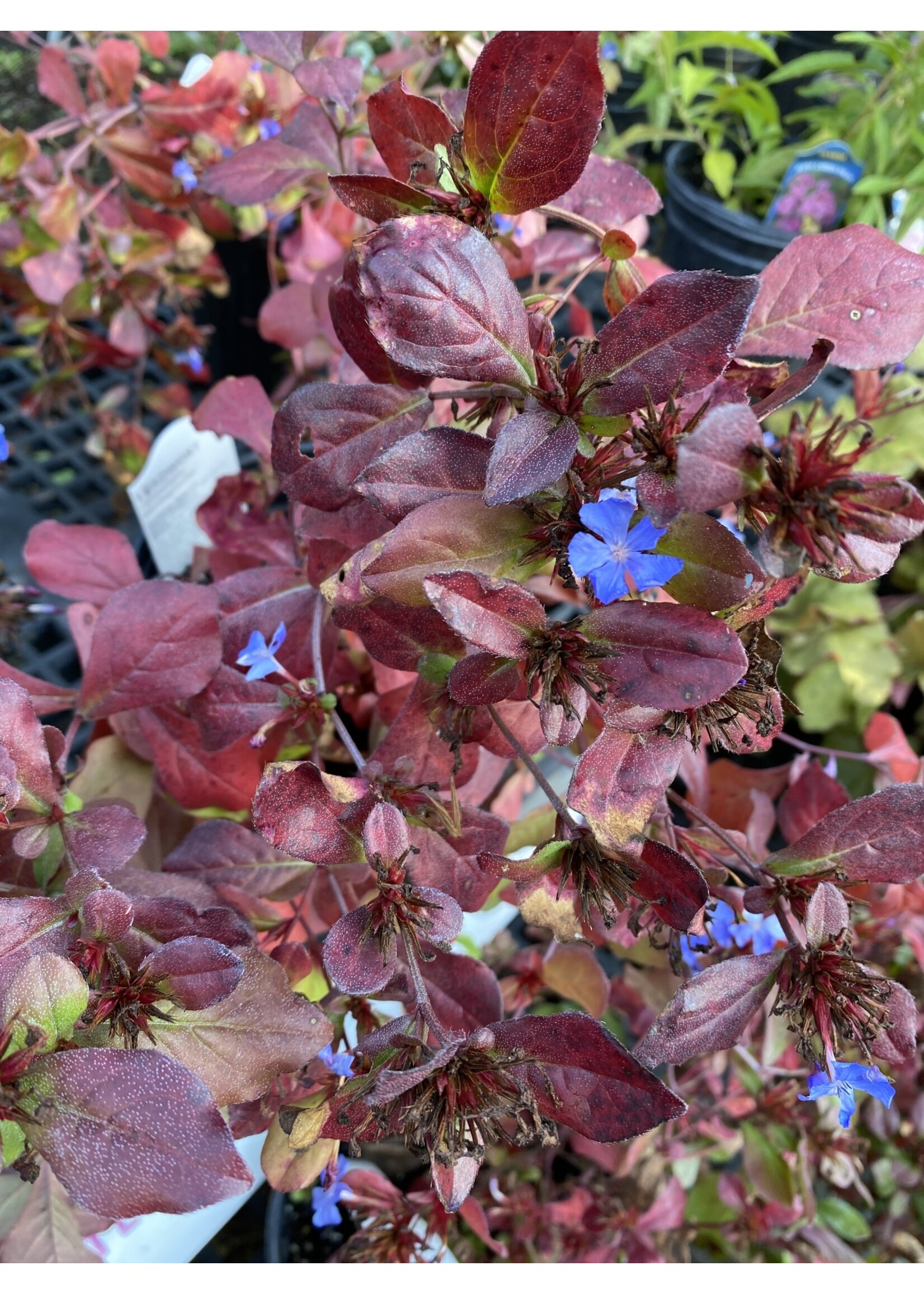 Ceratostigma plumbaginoides Plumbago, #1 Container