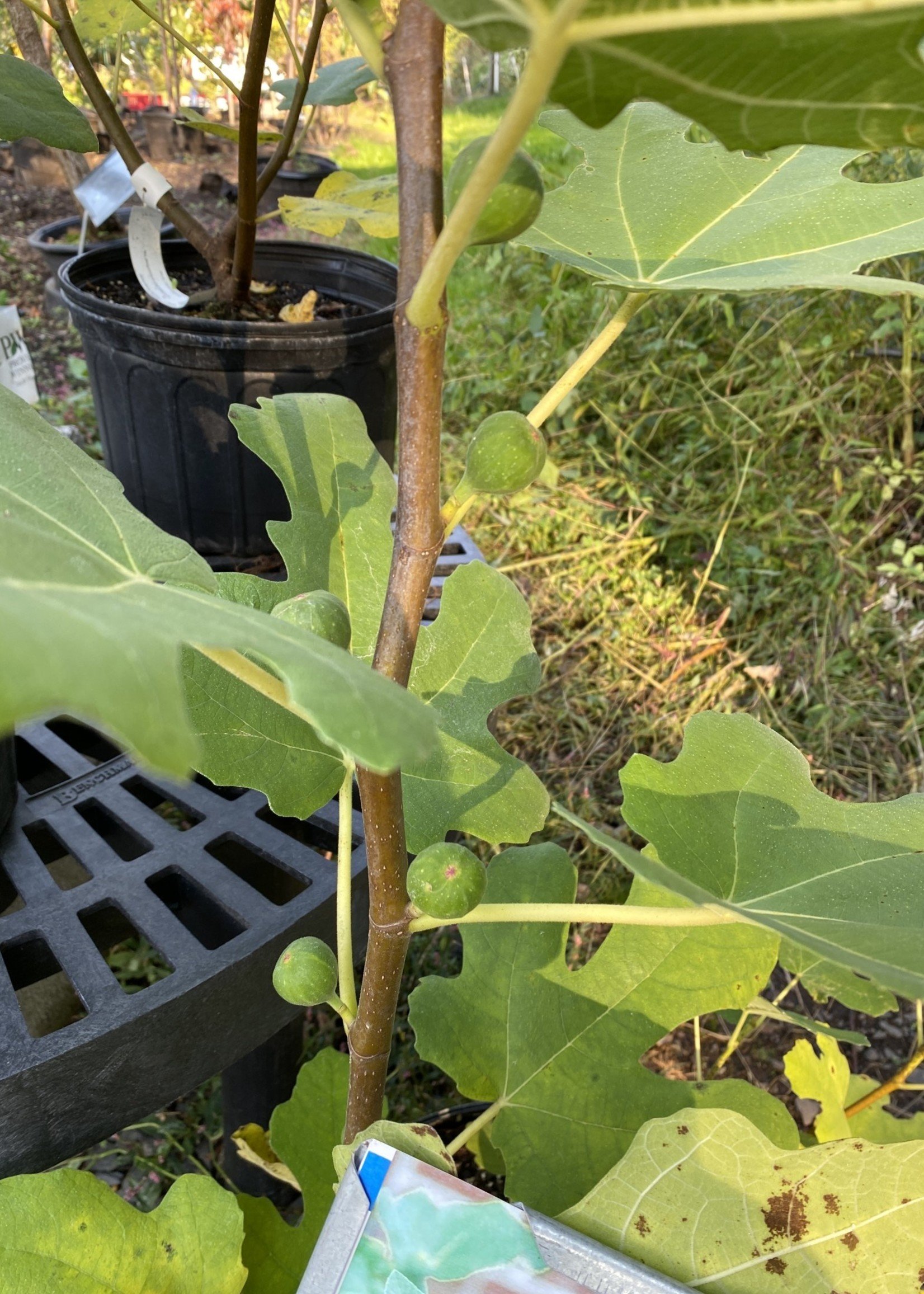 Ficus carica Chicago Hardy Fig,  #1