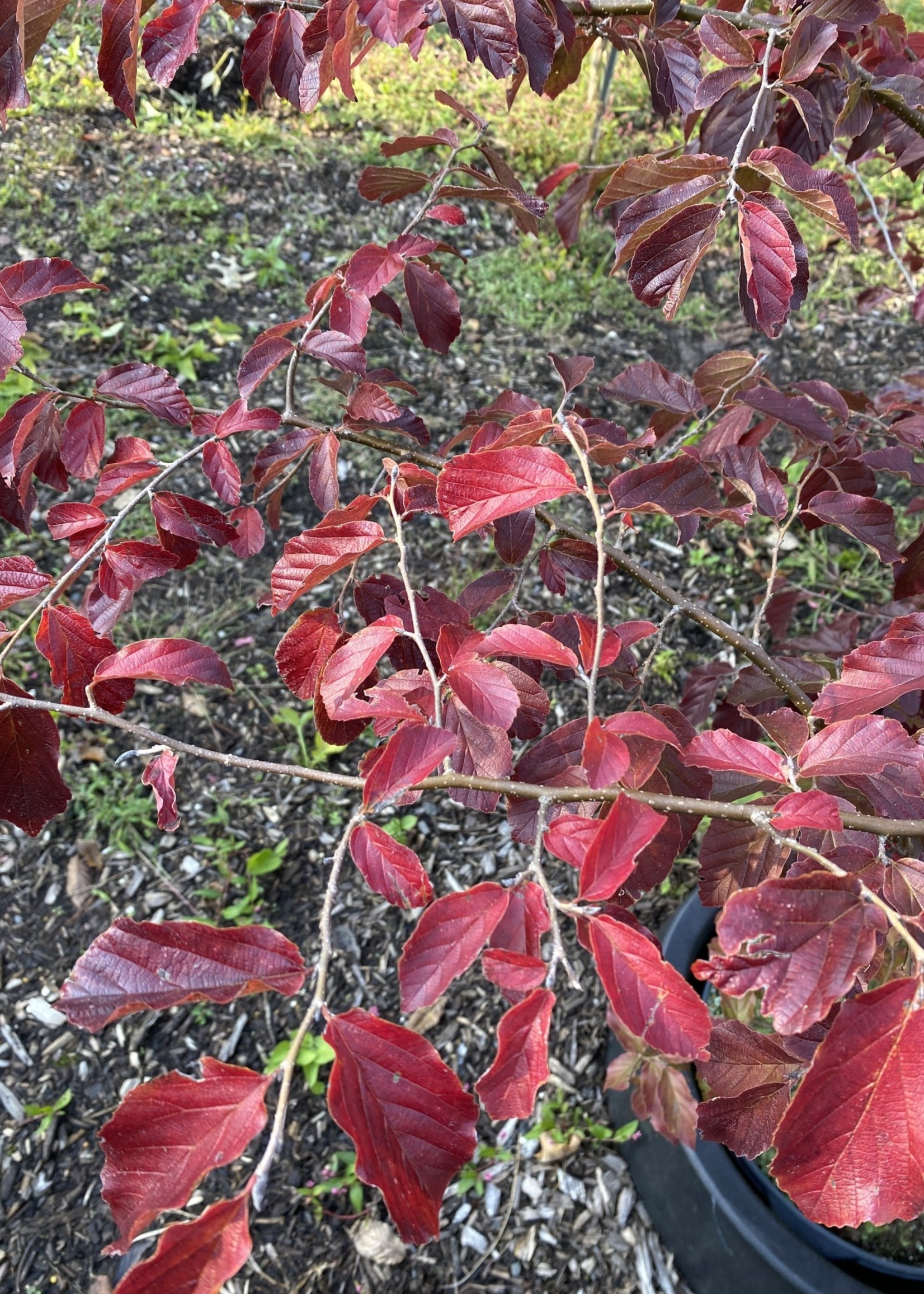 Parrotia persica Ironwood Persian, 3 Behmerwald Nursery