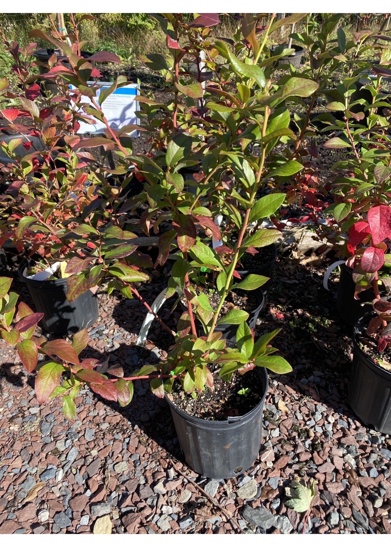 Vaccinium Patriot, Blueberry #3