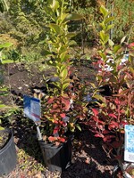 Vaccinium Blueberry, Jersey #2