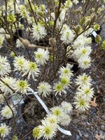 Spring Bloom Fothergilla maj. Mt. Airy Fothergilla, Mt. Airy, #3