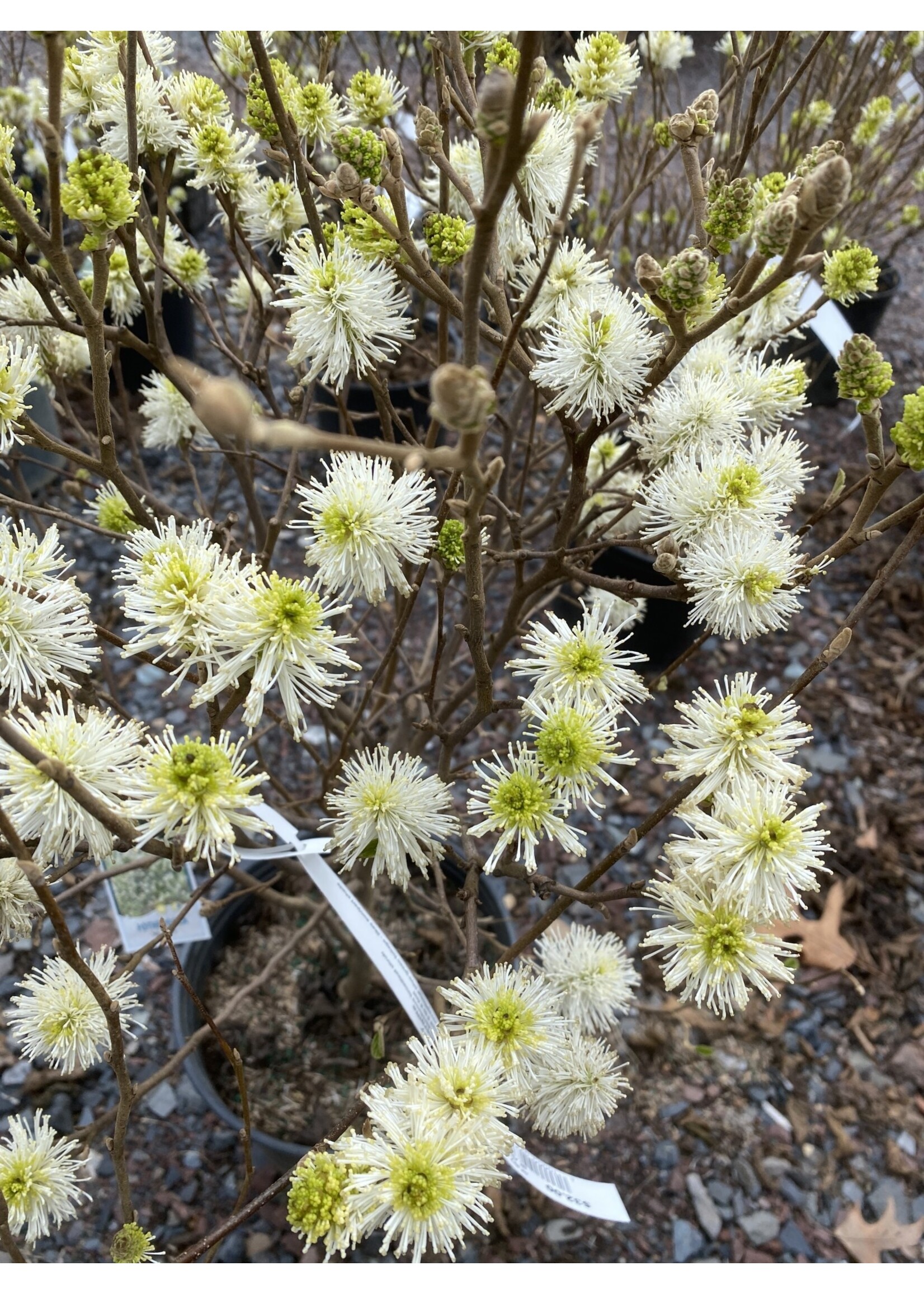 Fothergilla maj. Mt. Airy Fothergilla, Mt. Airy, #3