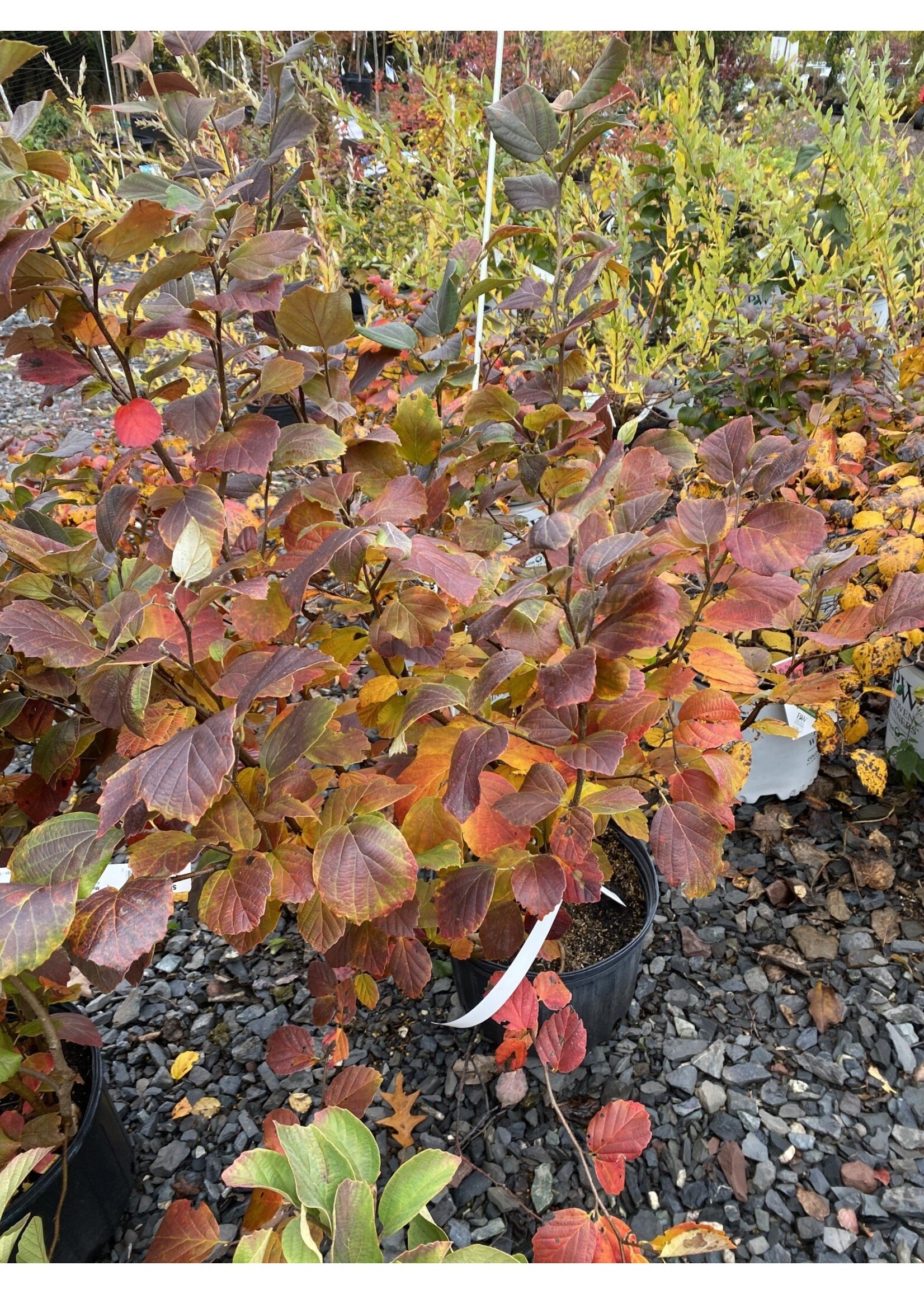 Fothergilla maj. Mt. Airy Fothergilla, Mt. Airy, #3