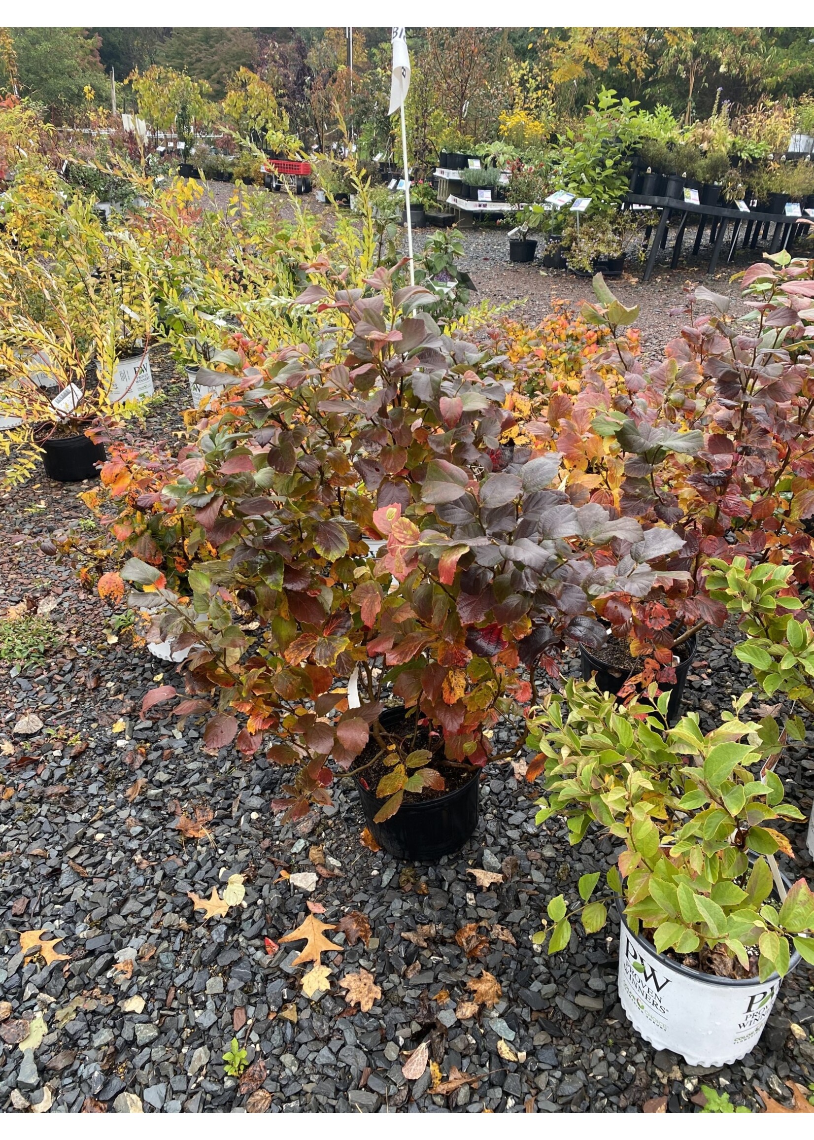 Fothergilla maj. Mt. Airy Fothergilla, Mt. Airy, #3