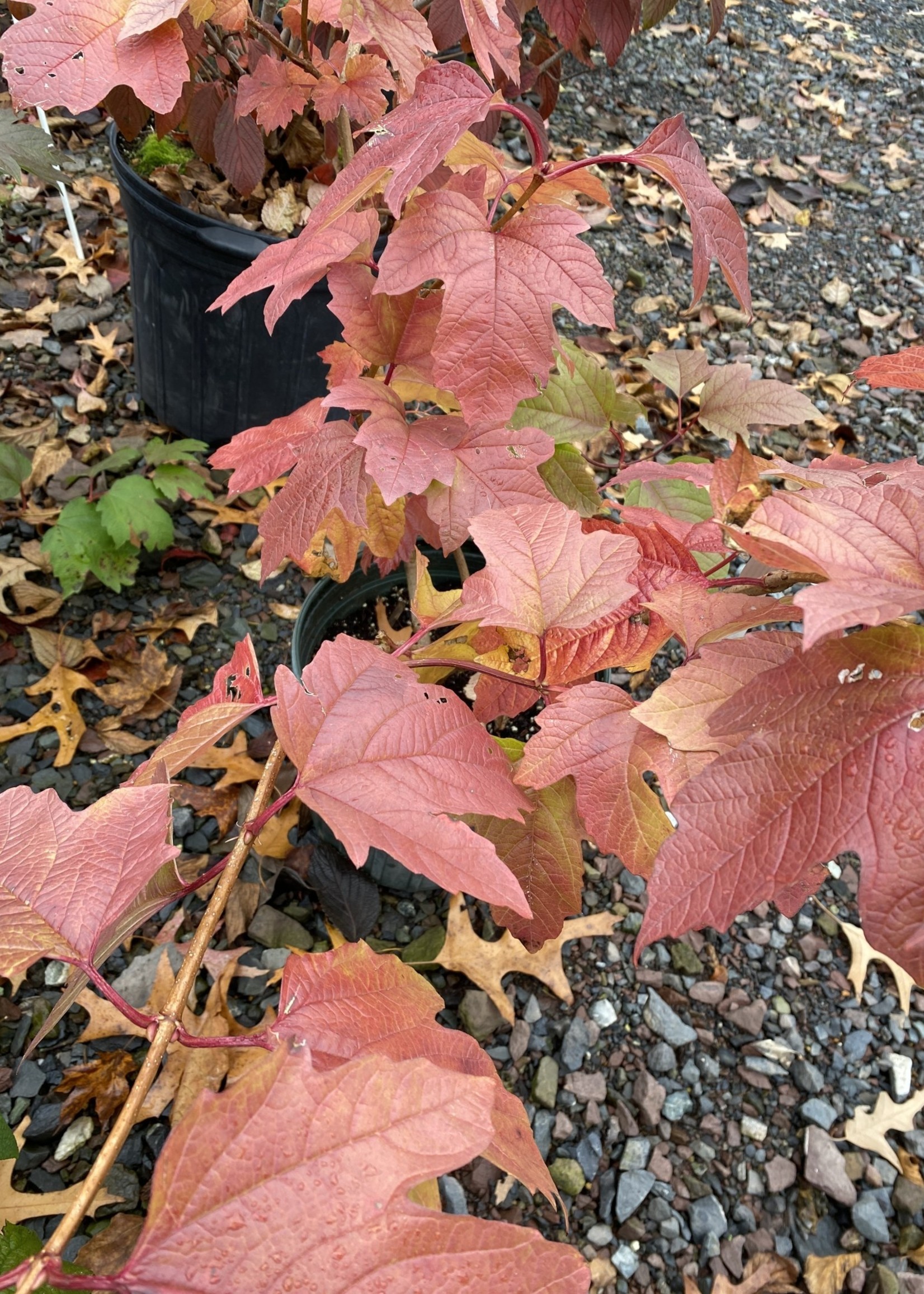 Nativar Shrub Viburnum trilobum Wentwoth Viburnum - American Cranberry Bush, Wentworth, #3
