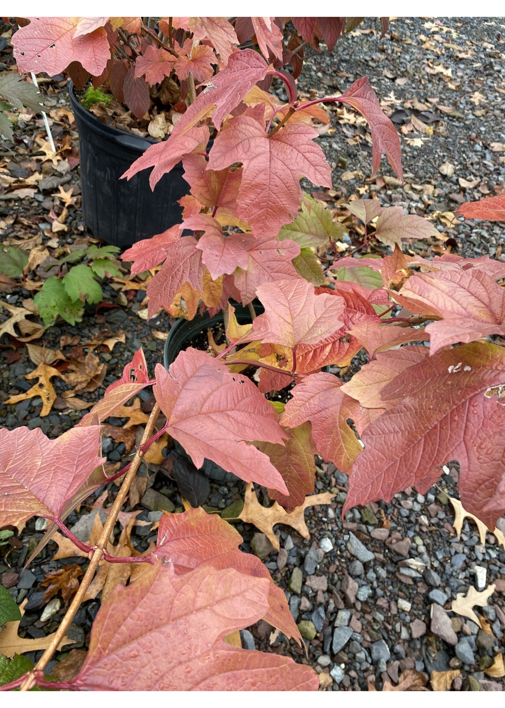 Viburnum trilobum Wentwoth Viburnum - American Cranberry Bush, Wentworth, #3