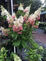 Hydrangea panic. DVPpinky Hydrangea - Hardy, Pinky Winky, #3