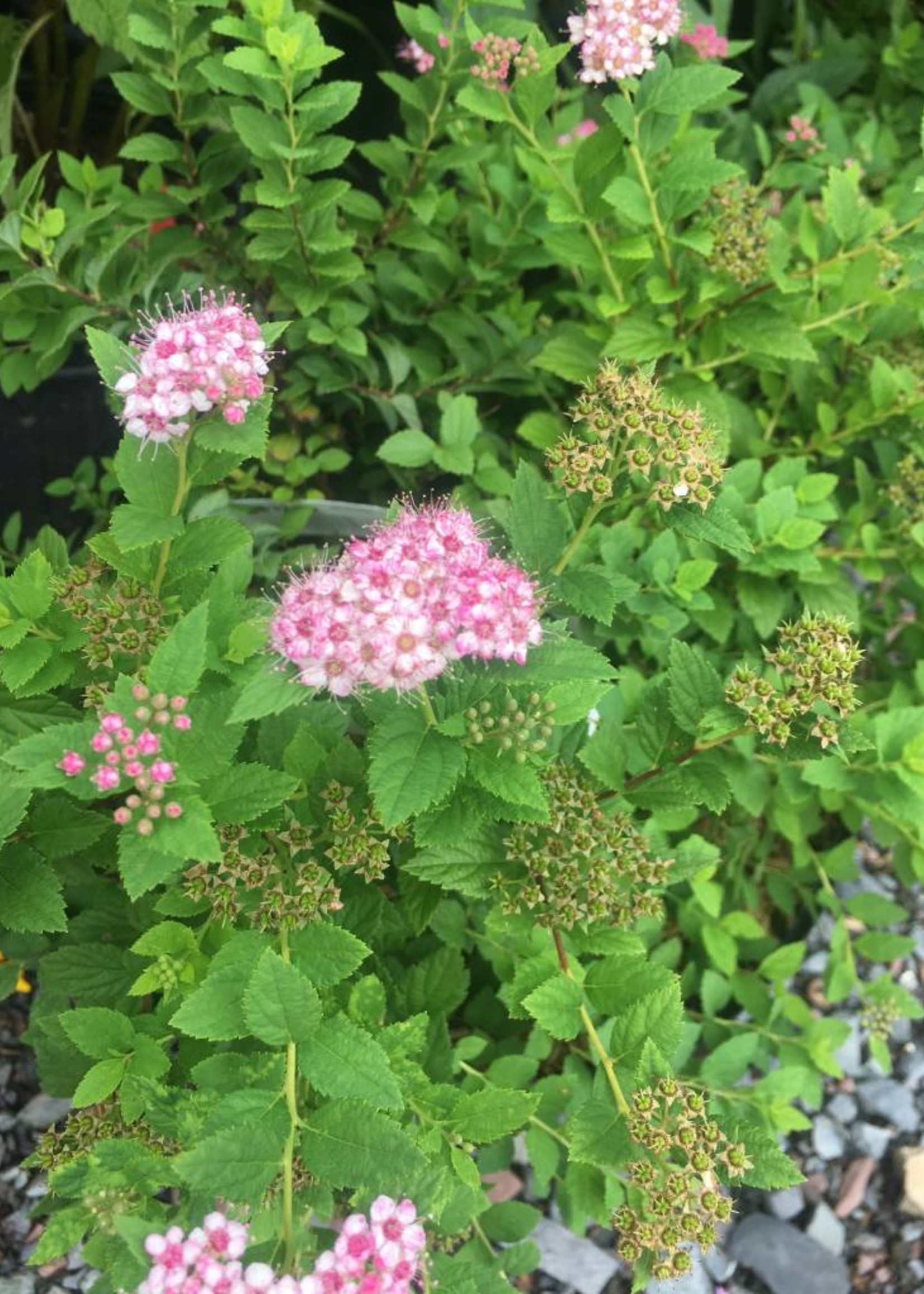 Douglas Spirea Plot (Spiraea Douglasii) ubicaciondepersonas.cdmx.gob.mx