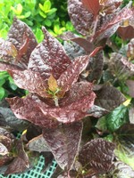Calycanthus floridus Burgundy Spice Sweetshrub, Purple-Leaf, #3