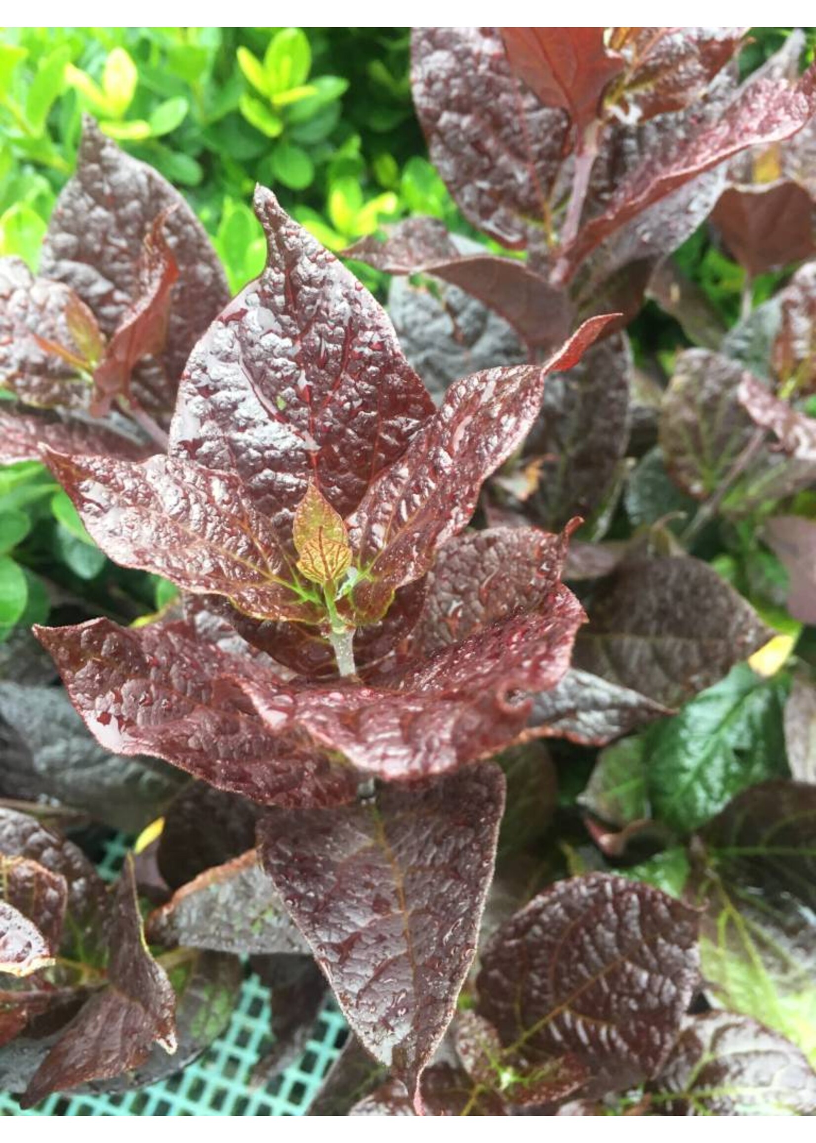 Calycanthus floridus Burgundy Spice Sweetshrub, Purple-Leaf, #3
