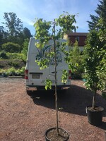 Cercis can. Covey Redbud - Eastern Weeping, Lavender Twist, #15