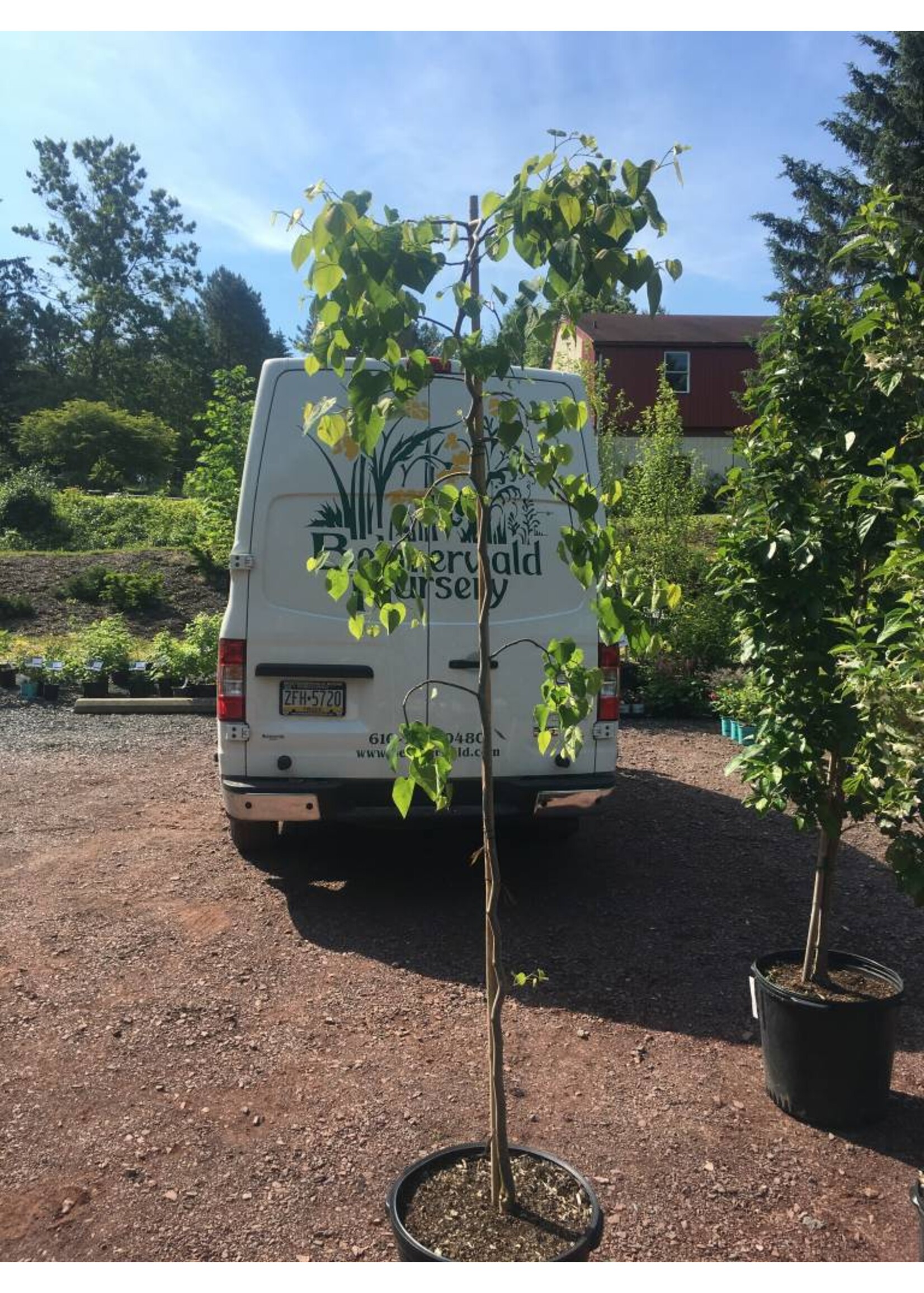 Cercis can. Covey Redbud - Eastern Weeping, Lavender Twist, #15