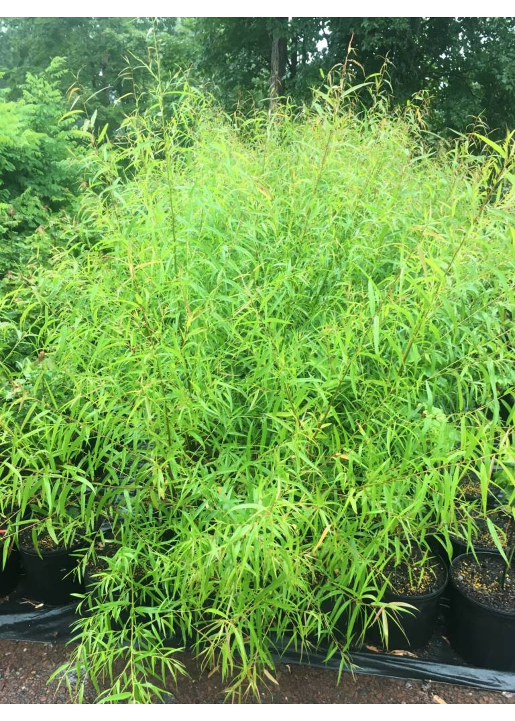 Rain Garden Salix nigra, Black Willow #3