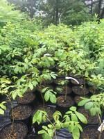 Carya laciniosa- Shagbark Shellbark Hickory #3 Container