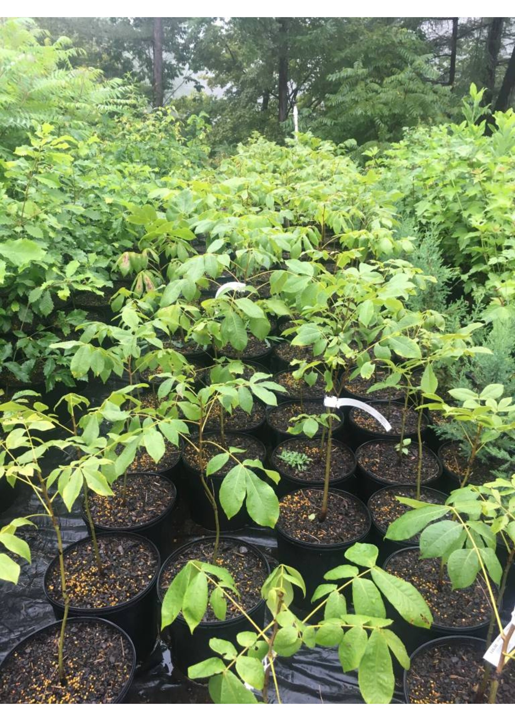 Carya laciniosa- Shagbark Shellbark Hickory #3 Container
