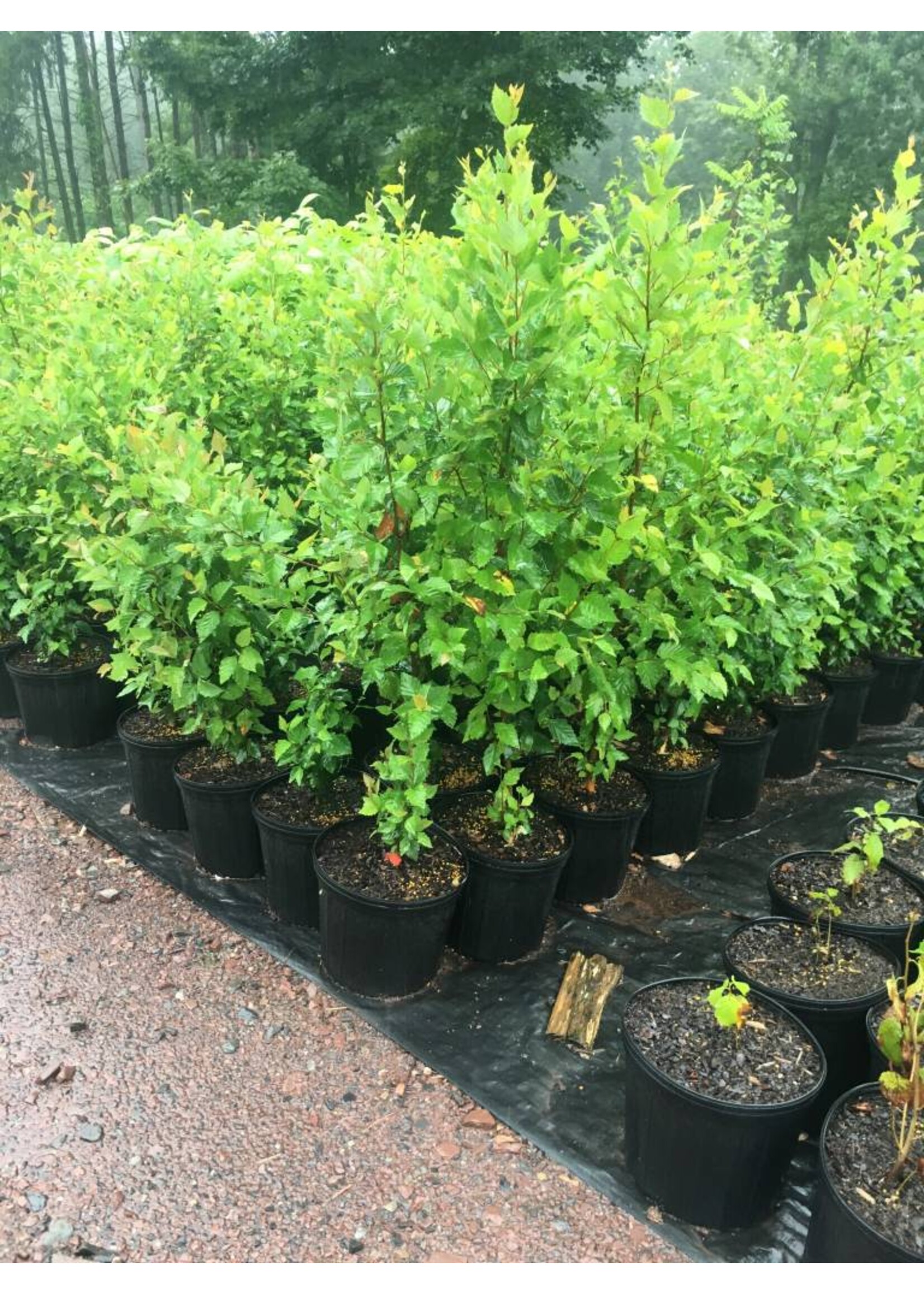 Betula nigra Birch clump- River, #3