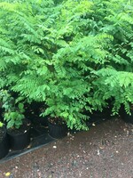 Robinia pseudoacacia, Black Locust #2