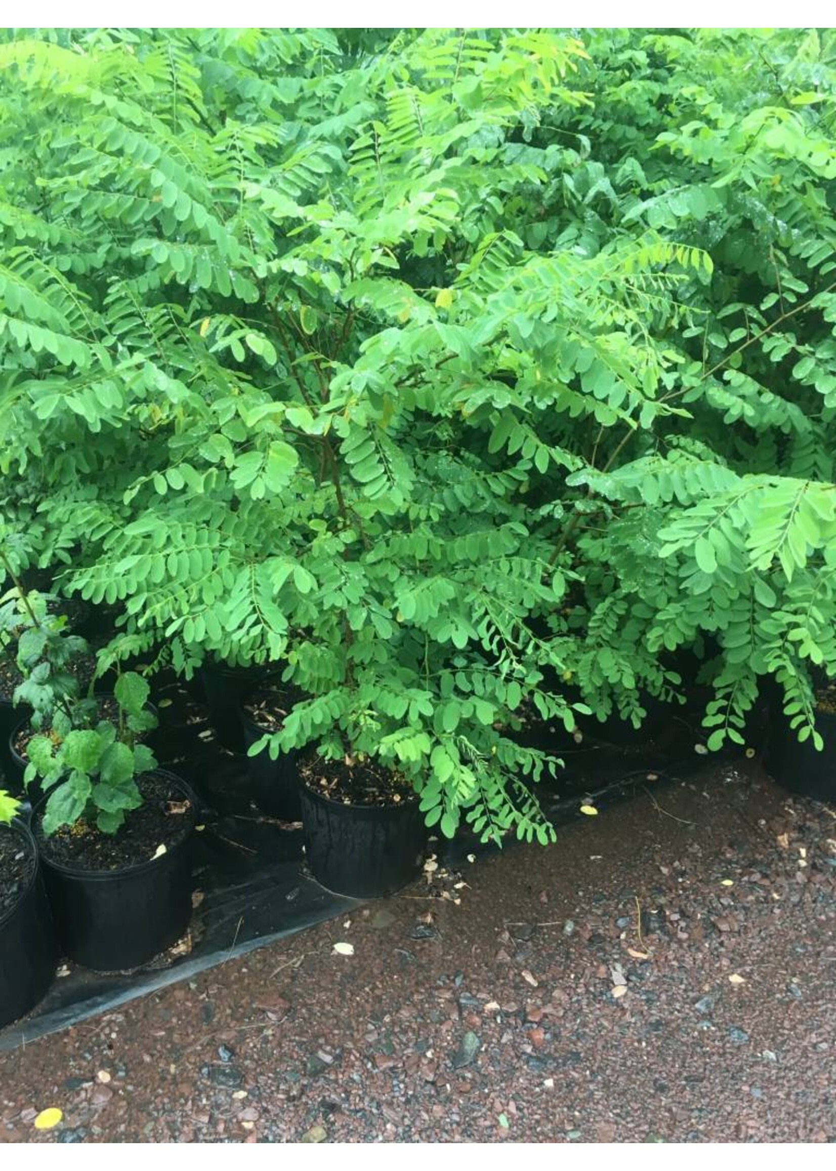 Robinia pseudoacacia, Black Locust #2