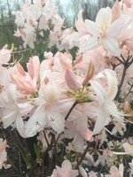 Azalea Exbury White Lights Azalea - Deciduous, Exbury Hybrid White Lights, #3