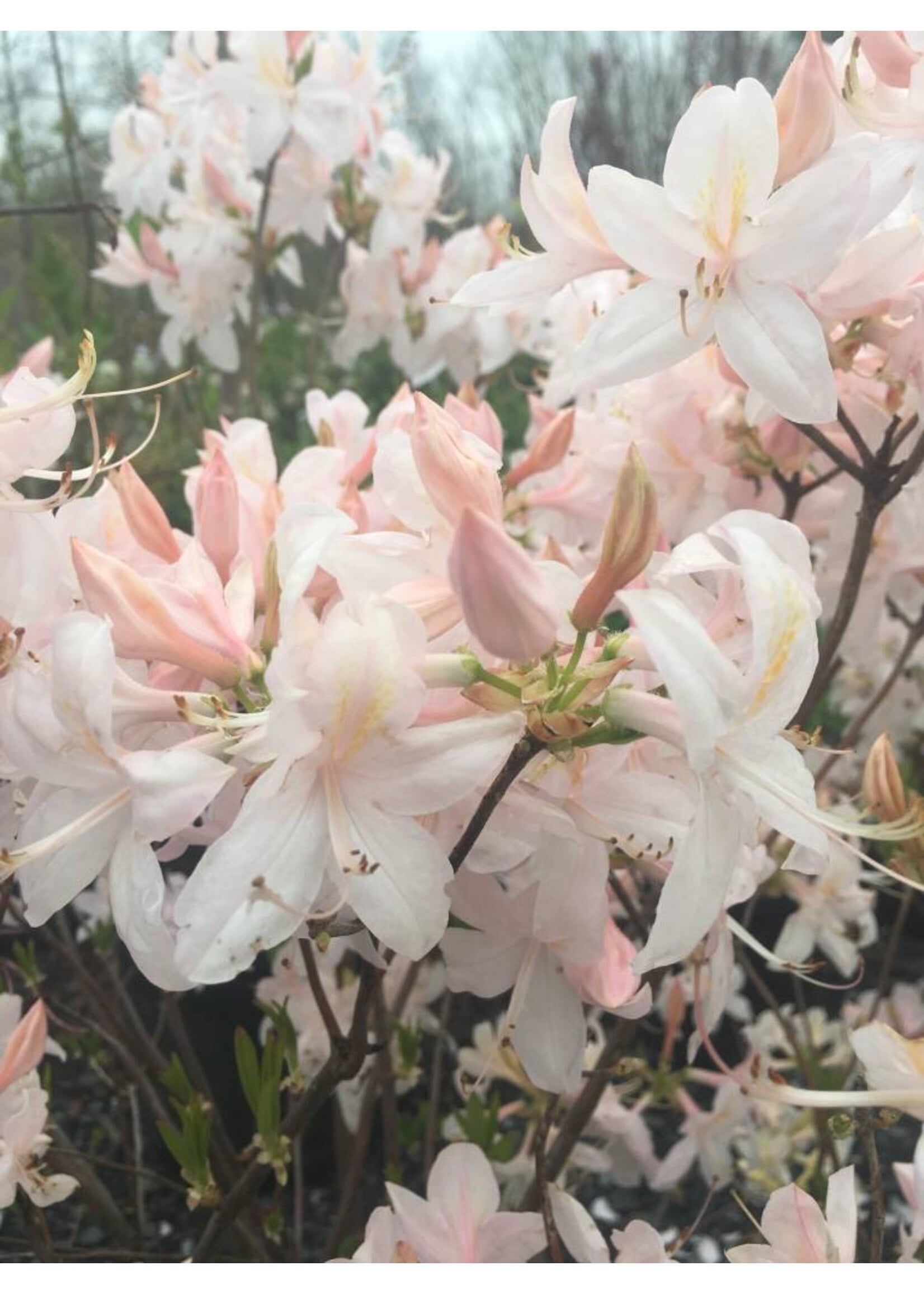Azalea Exbury White Lights Azalea - Deciduous, Exbury Hybrid White Lights, #3