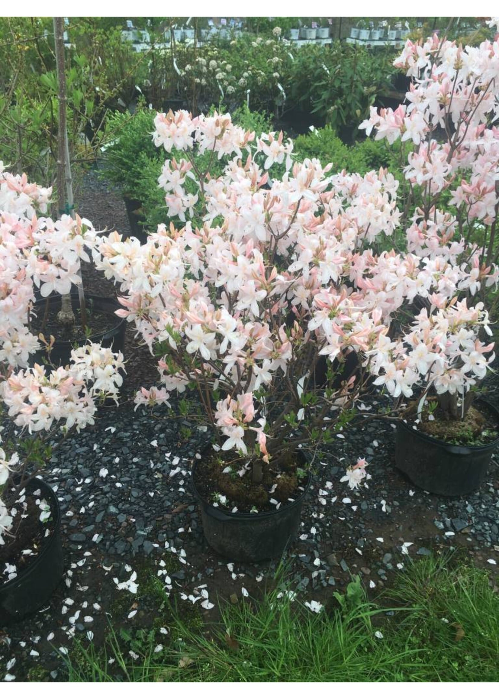 Azalea Exbury White Lights Azalea - Deciduous, Exbury Hybrid White Lights, #3