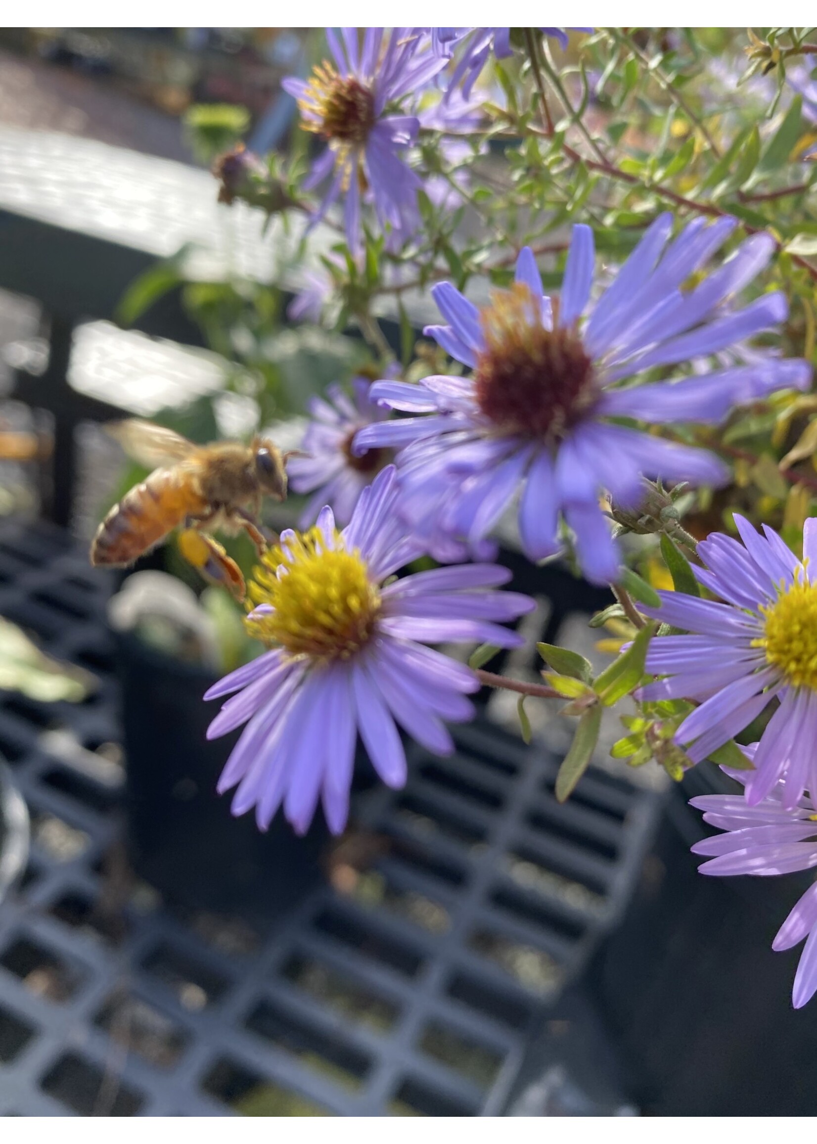 Aster oblongifolia Raydon's Favorite, Aster