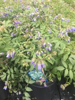Polemonium reptans Jacob's Ladder, #1
