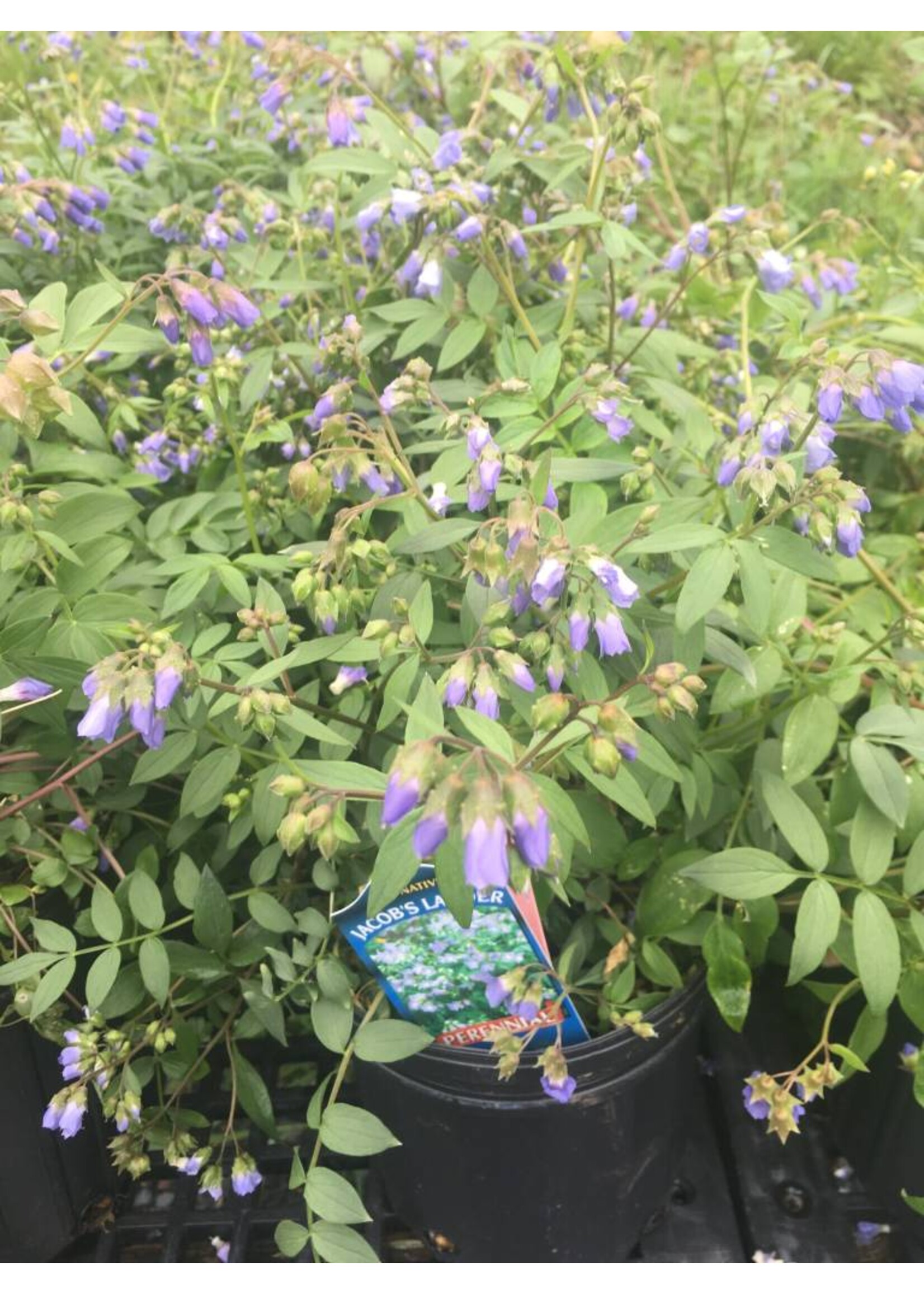 Polemonium reptans Jacob's Ladder, #1