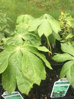 Spring Ephemerals Podophyllum peltatum, May Apple QT