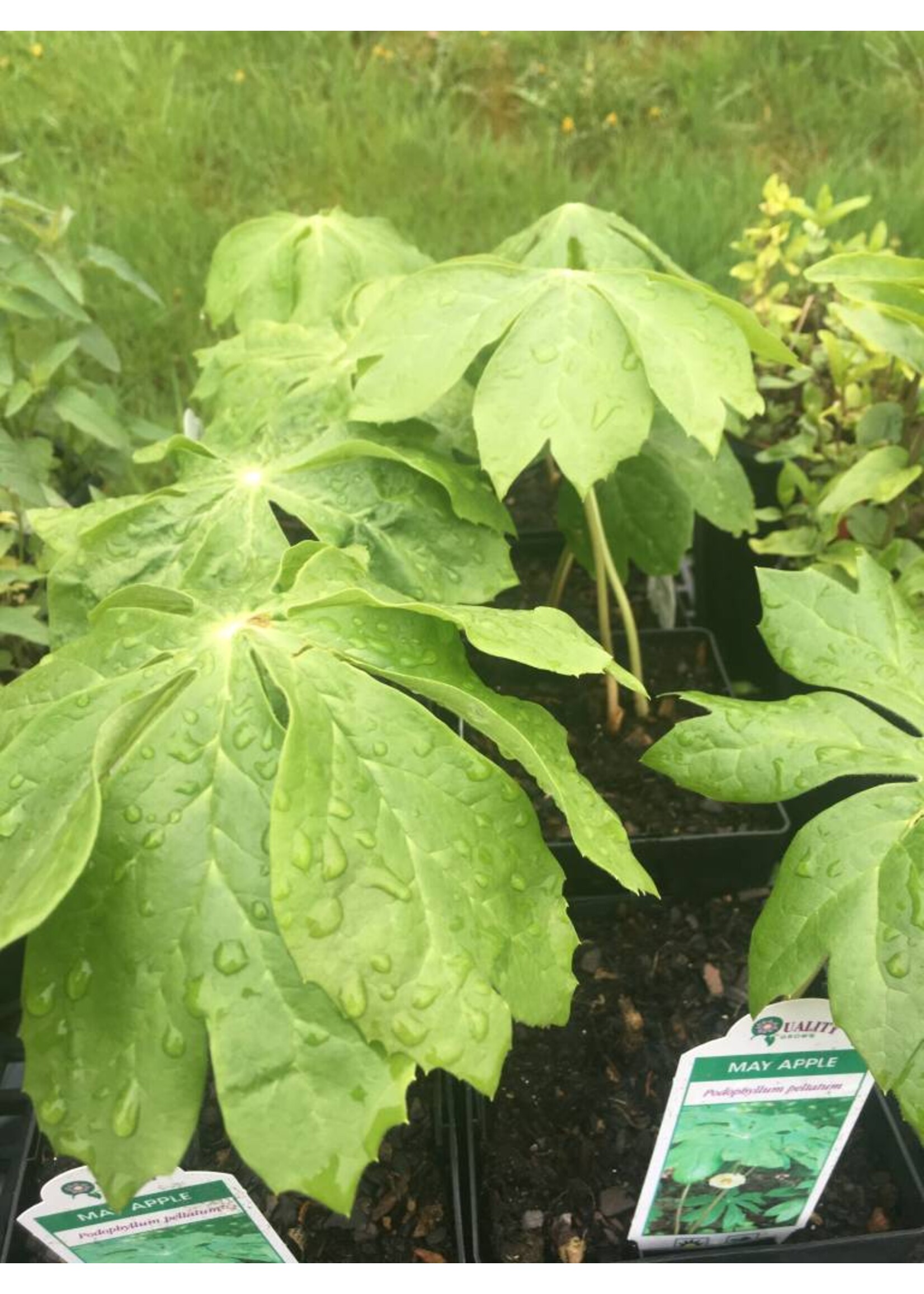 Spring Ephemerals Podophyllum peltatum, May Apple QT
