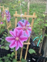 CLEMATIS DR. RUPPEL #1 container