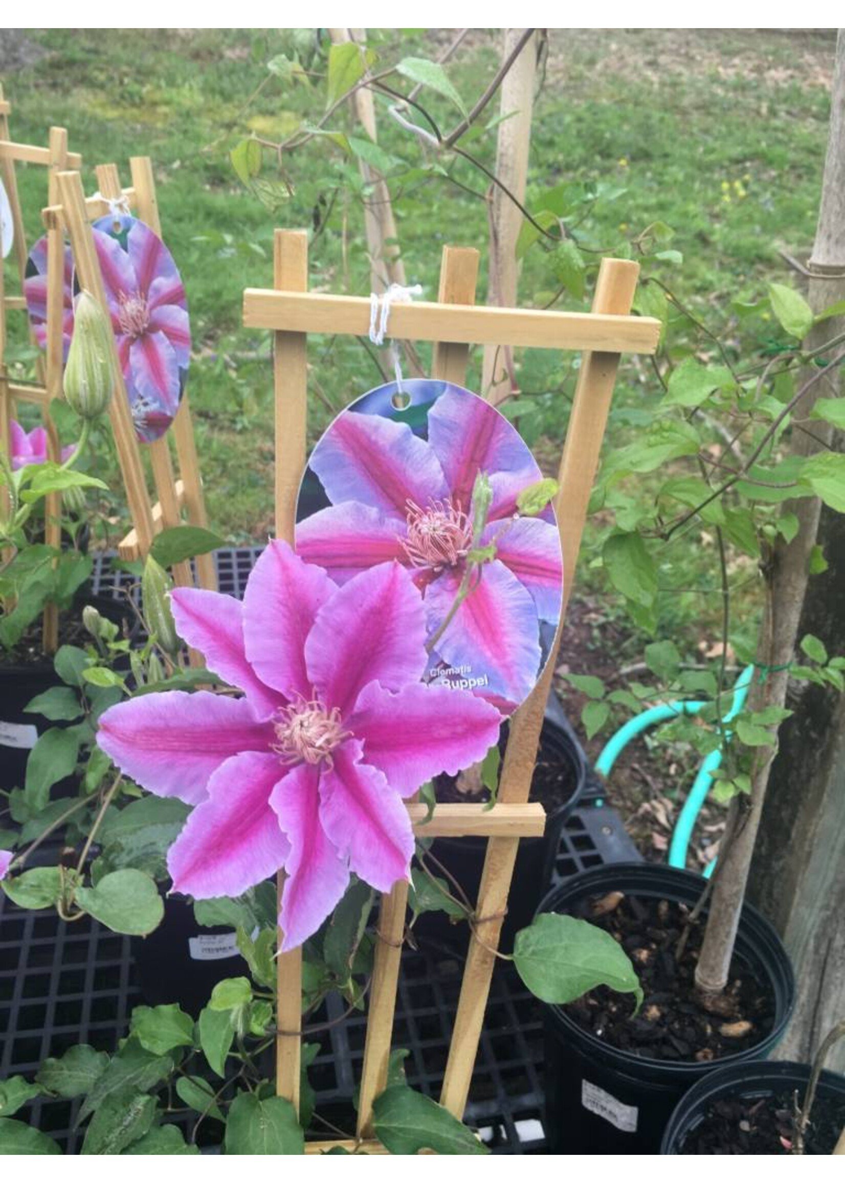 CLEMATIS DR. RUPPEL #1 container