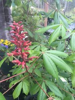 Aesculus pavia Buckeye - Red, #3