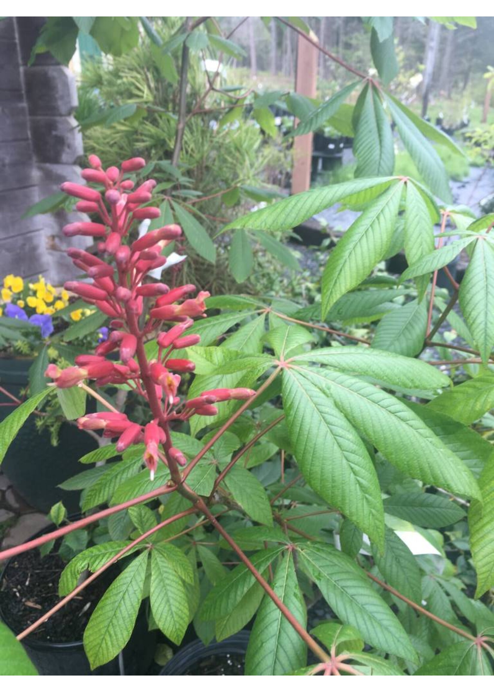 Aesculus pavia Buckeye - Red, #3