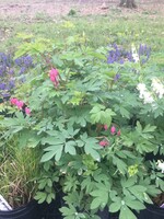 Dicentra spectabilis Bleeding Heart, Common, #1