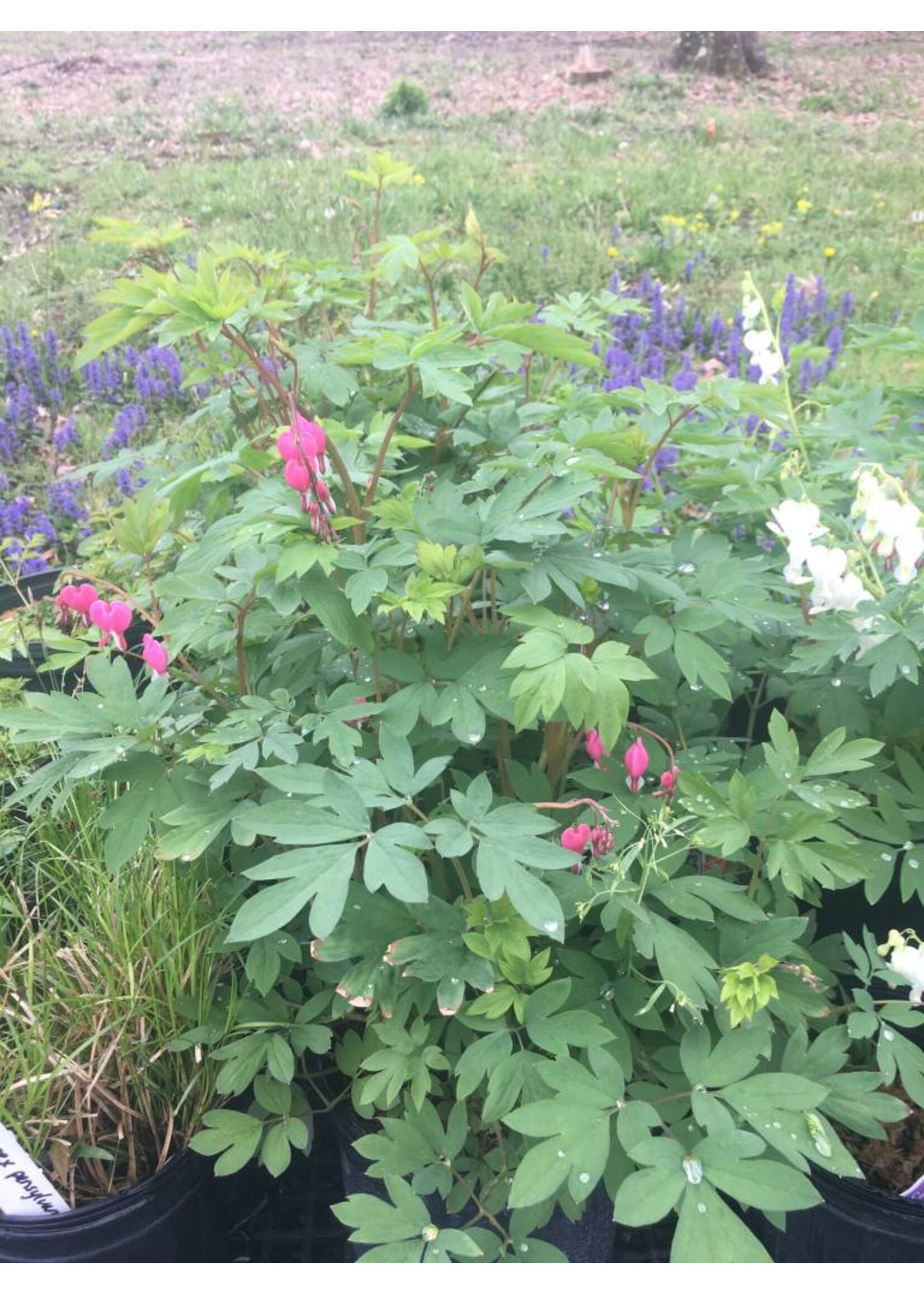 Dicentra spectabilis Bleeding Heart, Common, #1