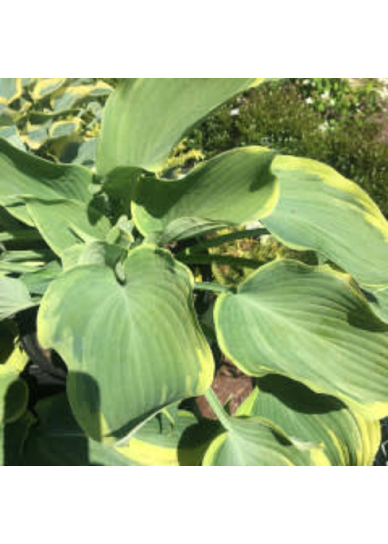 Hosta Earth Angel #1