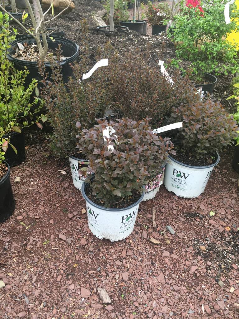 Physocarpus opul. SMPOTW Ninebark, Tiny Wine, 3 Behmerwald Nursery