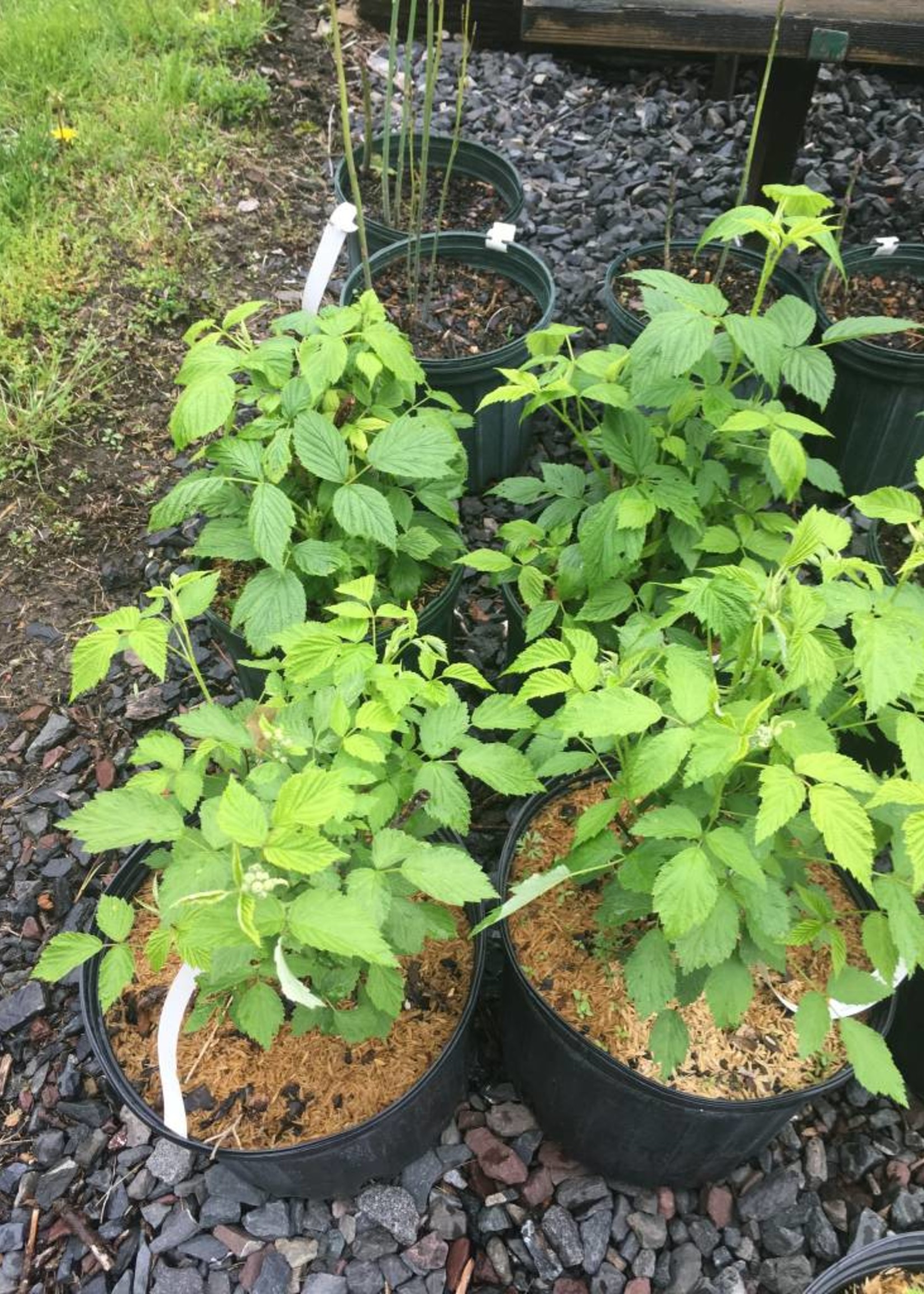 black raspberry bush