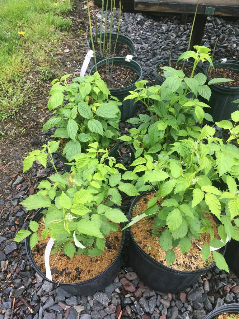 Rubus Bristol Black Raspberry, Bristol, 3 Behmerwald Nursery
