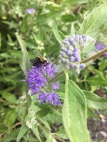 Caryopteris Dark Knight, Bluebeard, #3