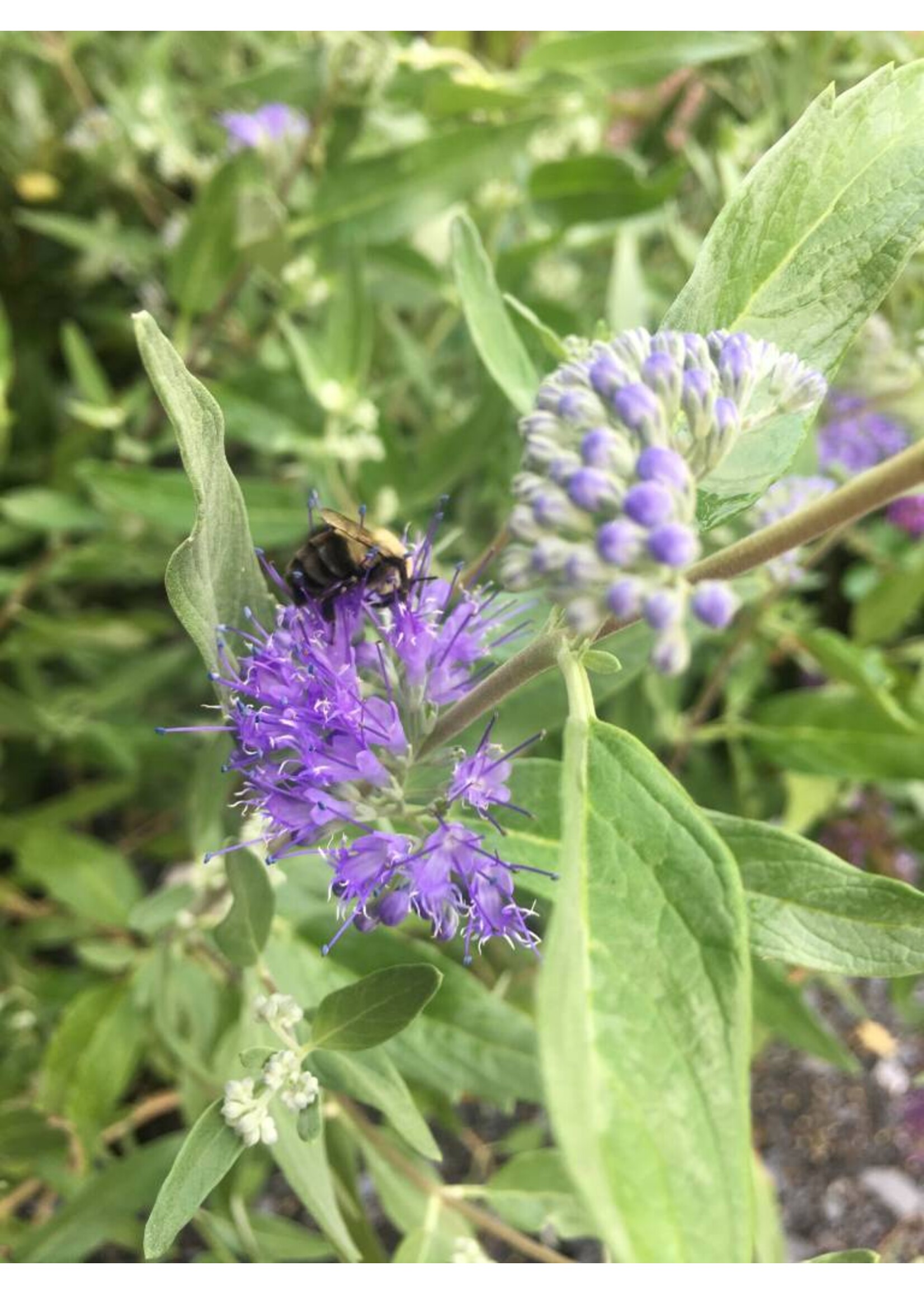 Caryopteris Dark Knight, Bluebeard, #3
